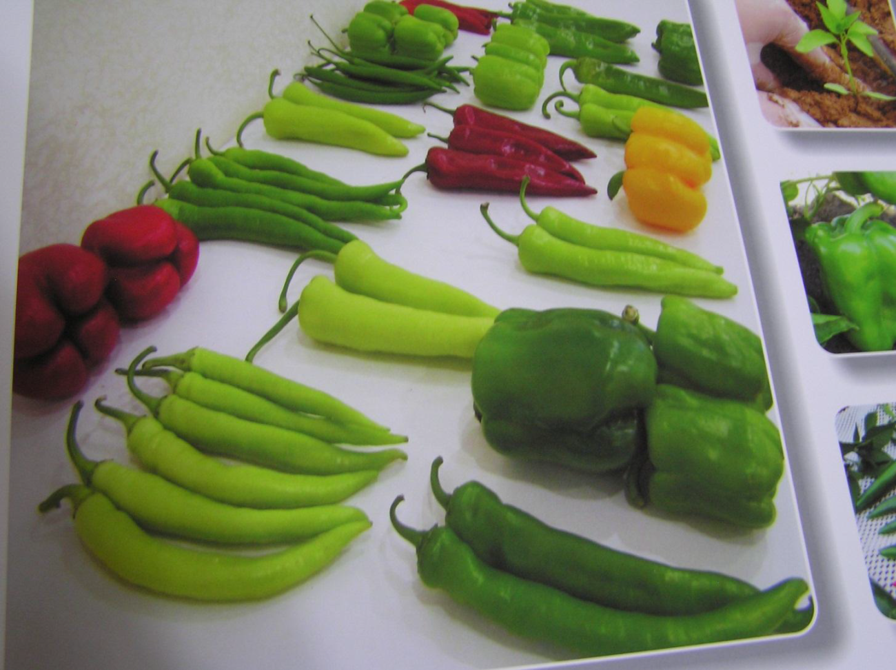 Seeds